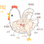鶏肉の部位-無料イラスト（主線多め）