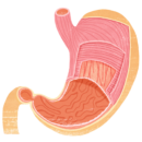 無料の胃解剖図イラスト